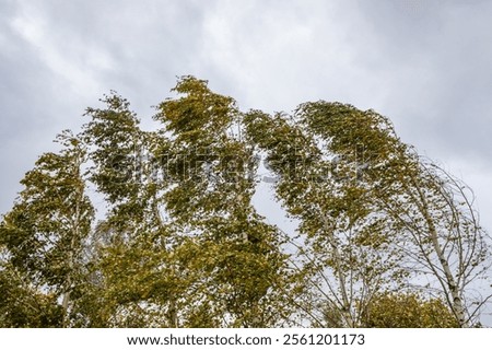 a strong wind bends the trunks of trees and rips the leaves. Early autumn. Tula region Russia