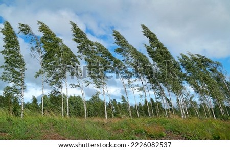 Strong wind bends young birch trees