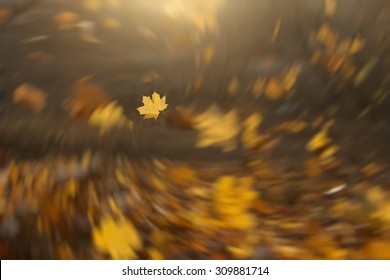 Strong wind blowing yellow maple leaves. Spiral blur tornado effect with focus on a single maple leaf. Fresh forest autumn season background