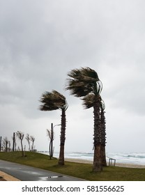 Strong Wind Blows From The Sea And Bends Palm Trees On The Seashore, Haifa