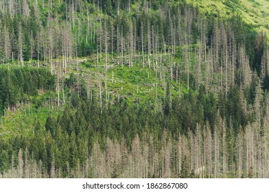 A Strong Wind Destroyed Trees In The Forest. Windstorm Damage.