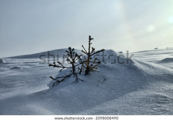 Strong wind on the snowy frosty Northern slope\
of the mountain. Drifting snow. South slope without snow. Contrasts\
of spring in the\
mountains