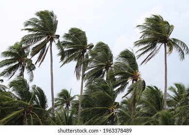 Strong winds impact on the coconut palm tree signaling a gale, tornado, typhoon, cyclone or hurricane.