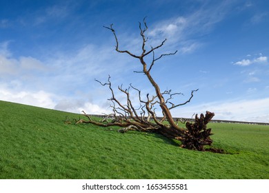 241,223 Trees In Storm Images, Stock Photos & Vectors | Shutterstock