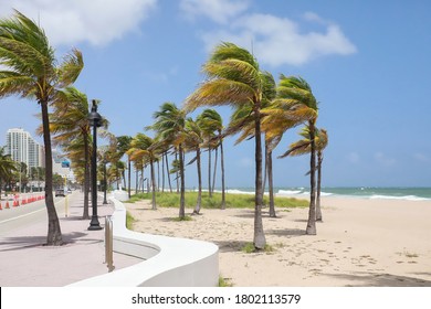 Strong winds sway palm trees on Fort Lauderdale Beach as Tropical Storm Laura lashes the east coast of Florida, USA.