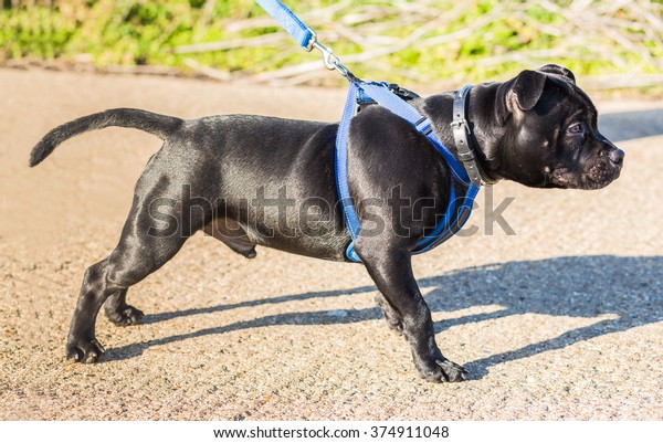 harness for staffy