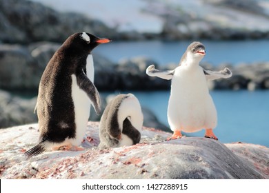Самый сильный пингвин Gentoo Милый Забавный Маленький Цыпленок Мумия Мама Пингвины Колония Дикая природа Король Птицы Полярные животные Холодные дикие существа Антарктида Антарктический полуостров Остров обмана