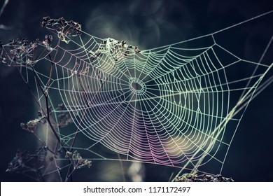 Strongest Spider Web Silk