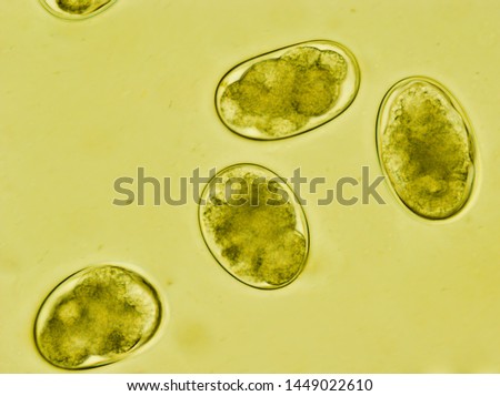 Strongyle eggs under the microscope, Uncinaria/Ancylostoma, hookworm from cat feces