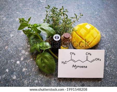 Structural chemical formula of myrcene with green basil leaves, thyme twigs, mango, and two glass bottles of essential oil. Myrcene is a terpene, a component of essential oils, is found in many herbs.