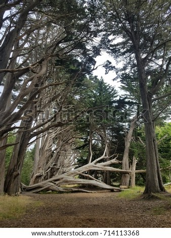 Structural Tree