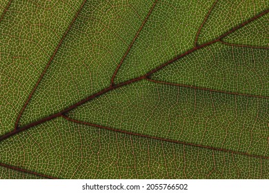 structure of a grean leaf with veins