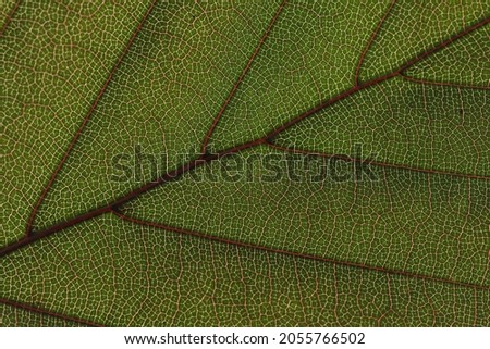 structure of a grean leaf with veins