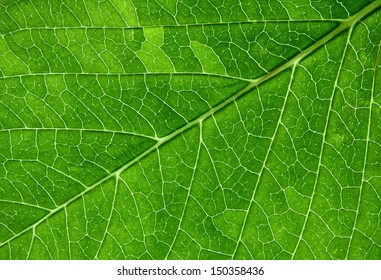 Structure Of Green Leaf Closeup