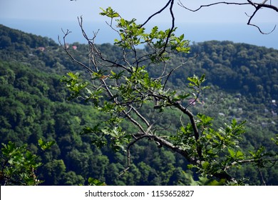 Structure He Tree Stock Photo 1153652827 | Shutterstock