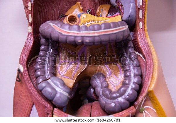 Structure of the human body, abdomen, cecum,\
duodenum, transverse colon, colon spleen, pancreas, ascending\
colon, descending colon,\
rectum