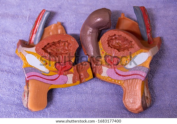 Structure of the human body, scrotum,\
prostate, urinary tract, bladder, lower abdomen,\
glans