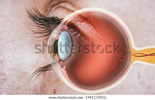 Structure of human eye. In\
side view.