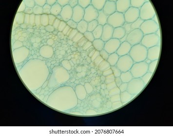 253 Endoderm Images, Stock Photos & Vectors | Shutterstock