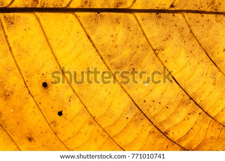 Structure of The Leaf