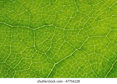 Computer Generated Structure Of Leaf Natural Background PPT template 28 ...