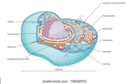 Cell Organelles Images; Stock Photos & Vectors | Shutterstock