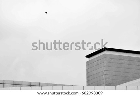 Similar – Im Anflug oder Linien in der Stadt… Tauben vor einer modernen Fassade mit starkem Schatten