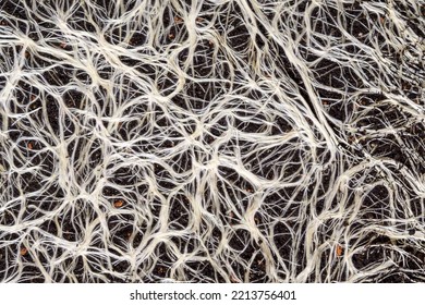 Structure Of The Mushroom Mycelium Of The Terrestrial Soil