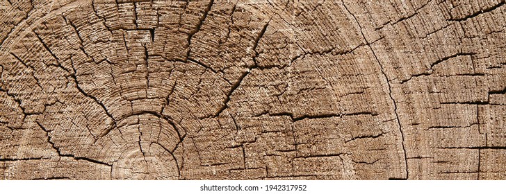Structure of an old cut on a pine