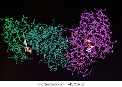 Structure of the protein molecule. Molecular model of human enzyme on a black background. - Shutterstock ID 741710956