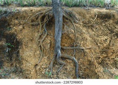 The structure of the root system of a tree underground