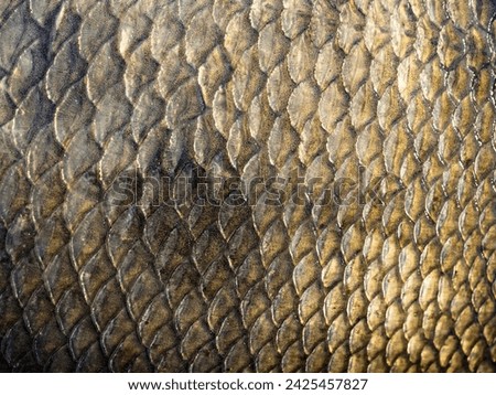 The structure of the scales of a fish (bream) as a background