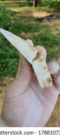 The structure of shell octopus.