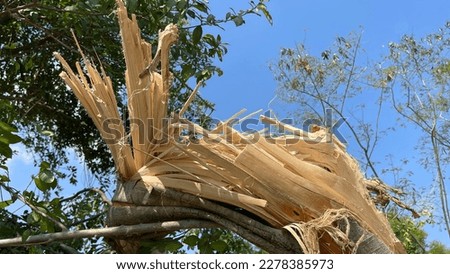 The structure of the skin and trunk of a tree after being felled by a storm