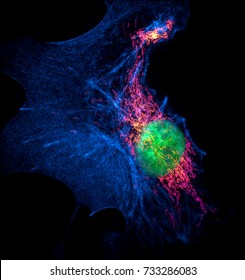 Structured Illumination Microscopy (SIM) Images Of A Bovine Pulmonary Artery Endothelial Cell Stained With Fluorescent Dyes For Mitochondria, Actin, Nucleus. Maximum Intensity Projection Of A Z-stack.