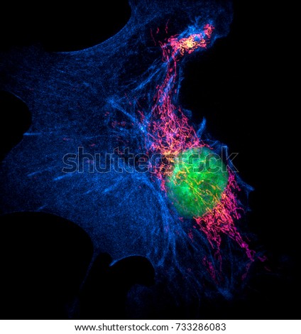 Structured illumination microscopy (SIM) images of a bovine pulmonary artery endothelial cell stained with fluorescent dyes for mitochondria, actin, nucleus. Maximum intensity projection of a z-stack.