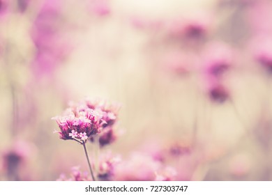 Structures of flowering grass soft blur The background for the creation of ideas Ecology Design Sunlight Crop Branch View backdrop Outdoor nature vintageTone