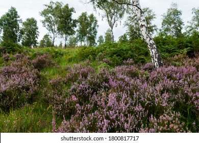 Struffelt Heathland And Moorland In The North Eifel Nature Park