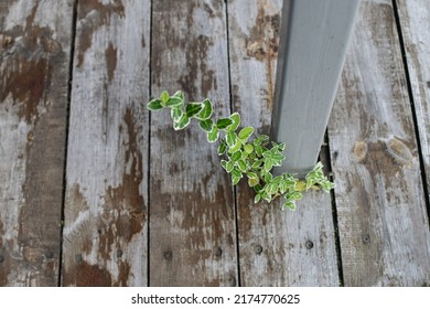 Struggling For Life. Green Plant Growing Through Crack In Rustic Wooden Floor. Selective Focus.