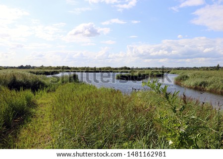 Strumpshaw Fen in Norfolk, England, british water birds and norfolk skyline