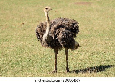 Struthio Camelus Female In Meadow