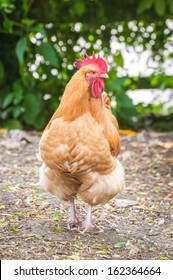 Strutting Free-range Red Rooster In A Farmyard