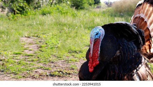 Strutting male turkey on a green meadow, displaying strutting feathers for females in the spring mating season. male turkey. Copy Space, The Concept of Keeping Birds at Home - Powered by Shutterstock