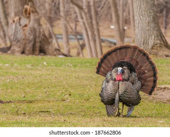 Strutting Male Wild Turkey Displaying In The Spring Mating Season.