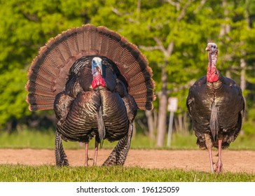 Strutting Male Wild Turkey Displaying In The Spring Mating Season.