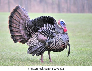 Strutting Male Wild Turkey Displaying In The Spring Mating Season.