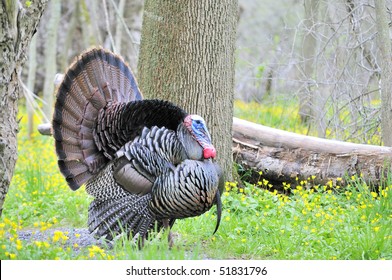 Strutting Male Wild Turkey Displaying In The Spring Mating Season.