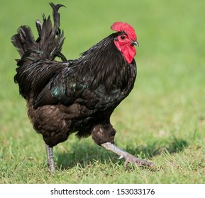 A Strutting Rooster