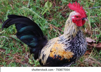 Strutting Rooster