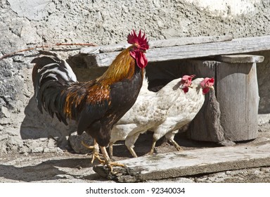 Strutting Rooster With Hens